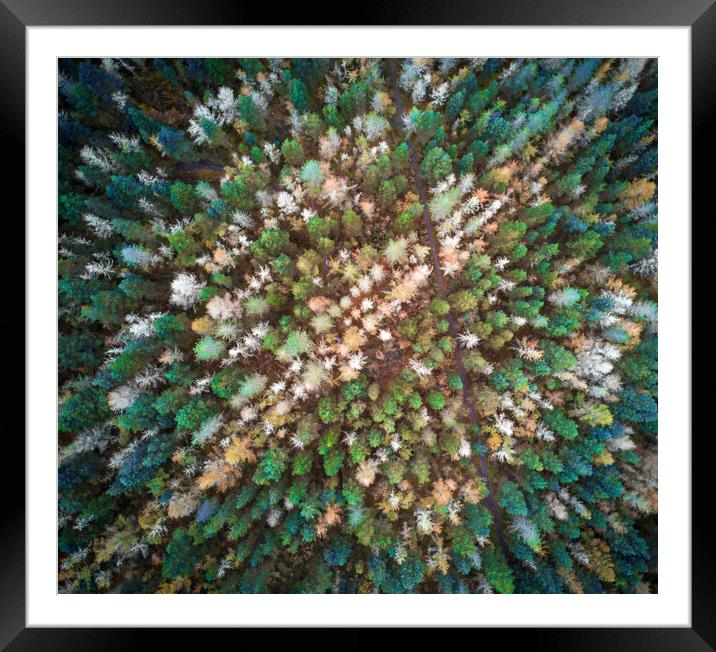 Drone view of treetop patterns in Autumn Framed Mounted Print by Leighton Collins