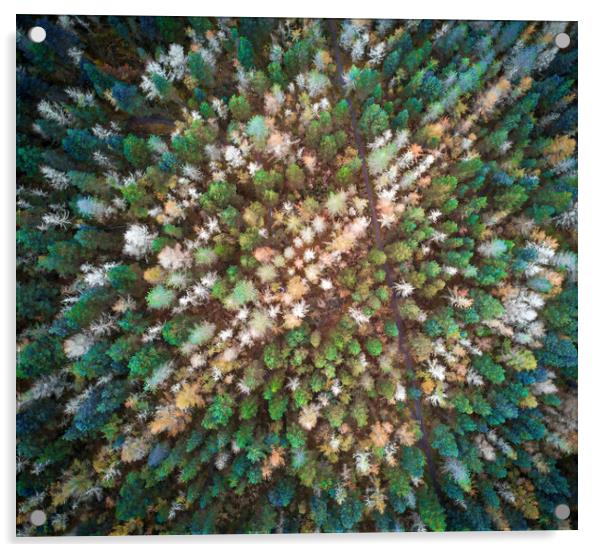 Drone view of treetop patterns in Autumn Acrylic by Leighton Collins