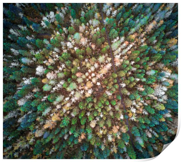 Drone view of treetop patterns in Autumn Print by Leighton Collins