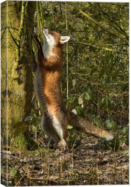 Red Fox (Vulpes Vulpes) in woodland chasing squirrels Canvas Print by Russell Finney