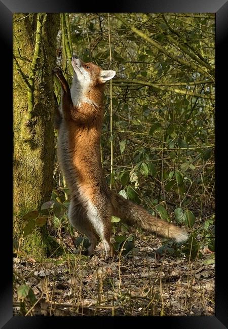 Red Fox (Vulpes Vulpes) in woodland chasing squirrels Framed Print by Russell Finney