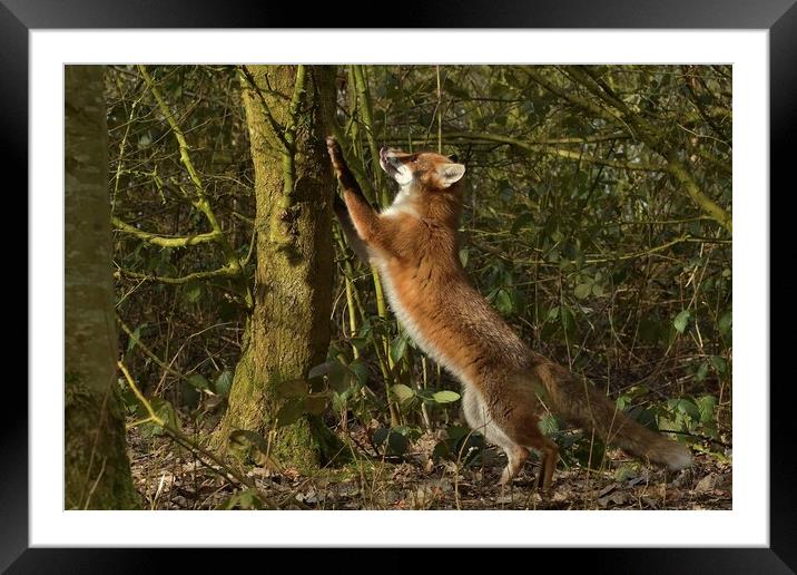 Red Fox (Vulpes Vulpes) in woodland chasing squirrels Framed Mounted Print by Russell Finney