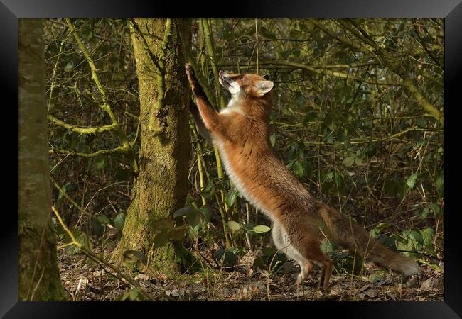 Red Fox (Vulpes Vulpes) in woodland chasing squirrels Framed Print by Russell Finney
