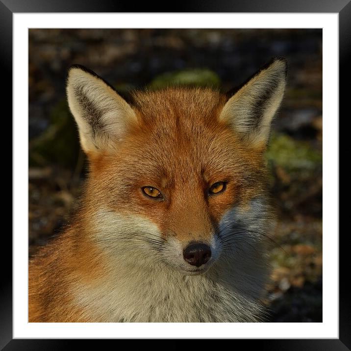 Fox close up Framed Mounted Print by Russell Finney