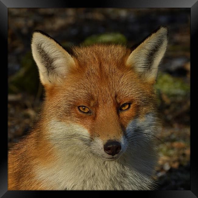 Fox close up Framed Print by Russell Finney