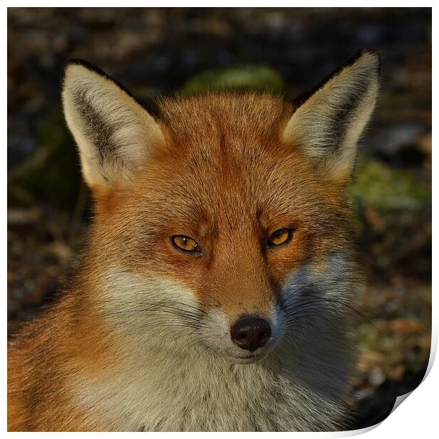 Fox close up Print by Russell Finney