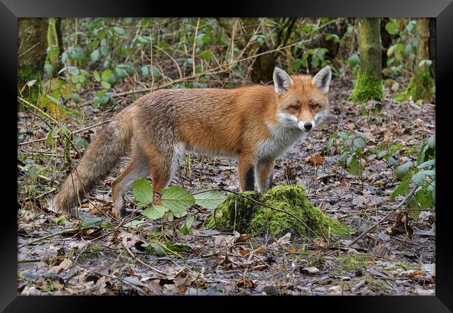 Red Fox (Vulpes Vulpes) in woodland on a frosty morning Framed Print by Russell Finney