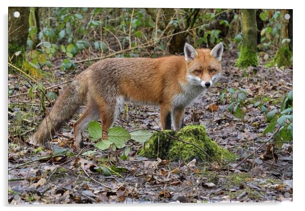 Red Fox (Vulpes Vulpes) in woodland on a frosty morning Acrylic by Russell Finney