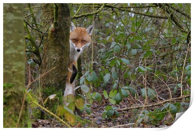 Red Fox (Vulpes Vulpes) in woodland  Print by Russell Finney