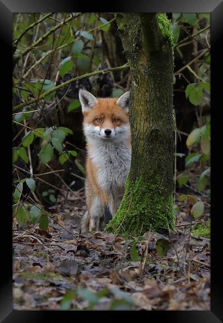 Red Fox (Vulpes Vulpes) in woodland close up Framed Print by Russell Finney