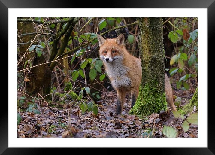 Red Fox (Vulpes Vulpes) in woodland on a frosty morning Framed Mounted Print by Russell Finney