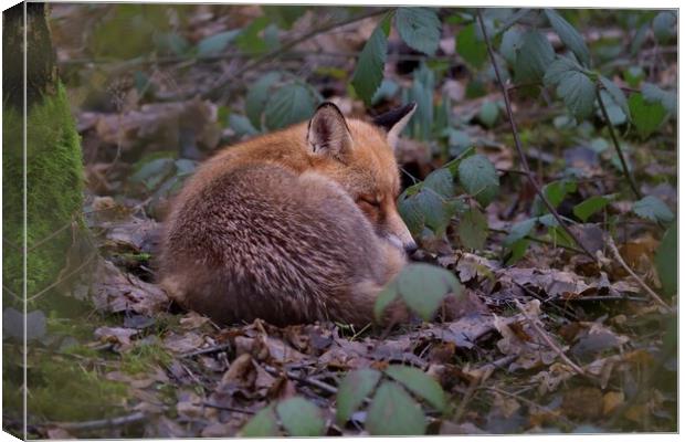 Red Fox sleeping in woodland Canvas Print by Russell Finney