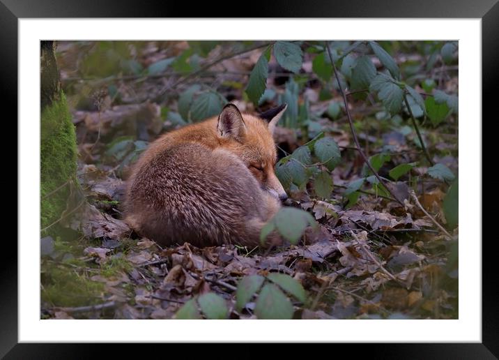 Red Fox sleeping in woodland Framed Mounted Print by Russell Finney