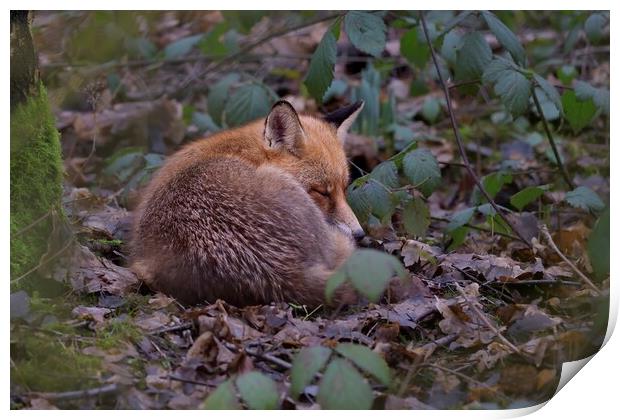 Red Fox sleeping in woodland Print by Russell Finney