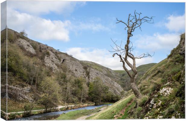 Lone tree at Dovedale Canvas Print by Jason Wells
