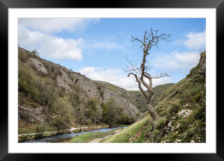 Lone tree at Dovedale Framed Mounted Print by Jason Wells