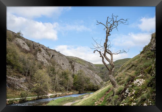 Lone tree at Dovedale Framed Print by Jason Wells