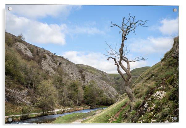Lone tree at Dovedale Acrylic by Jason Wells