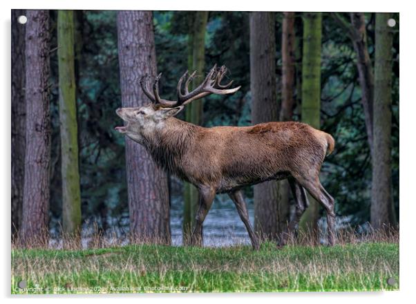 Rutting Season Acrylic by Rick Lindley