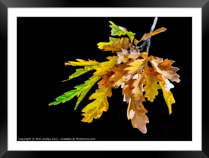 Autumn Leaves Framed Mounted Print by Rick Lindley