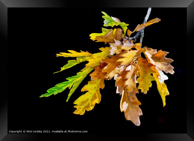 Autumn Leaves Framed Print by Rick Lindley