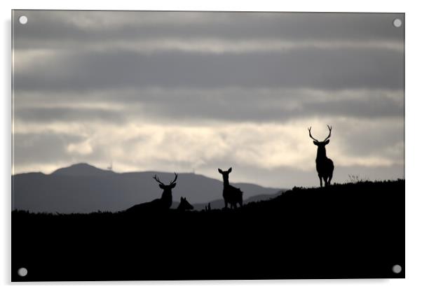 Red Deer Silhouettes Acrylic by Macrae Images