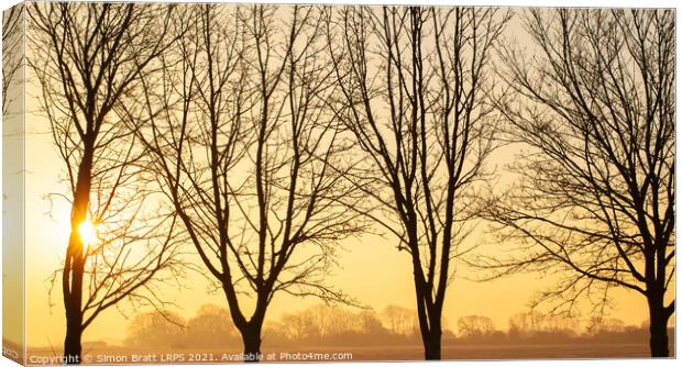 Beautiful winter sunset though bare trees in Norfolk Canvas Print by Simon Bratt LRPS