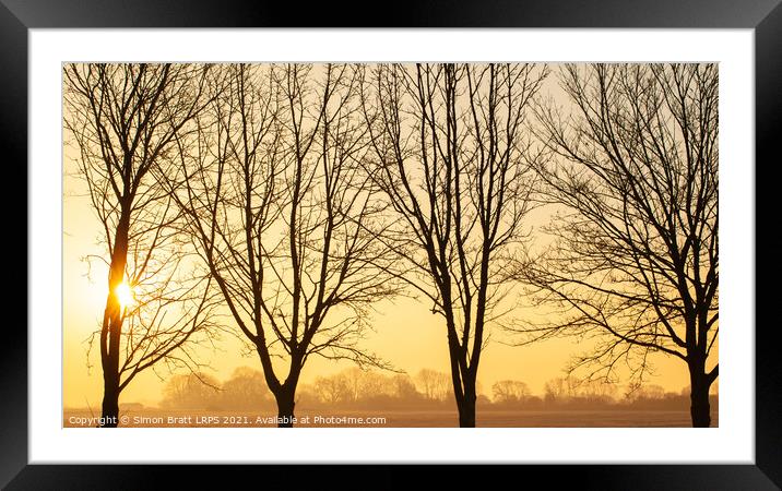 Beautiful winter sunset though bare trees in Norfolk Framed Mounted Print by Simon Bratt LRPS