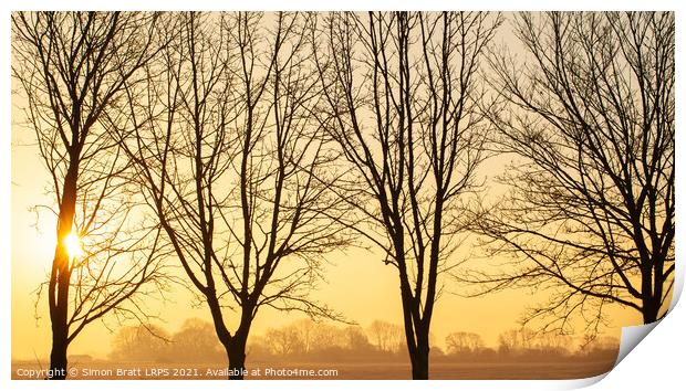 Beautiful winter sunset though bare trees in Norfolk Print by Simon Bratt LRPS