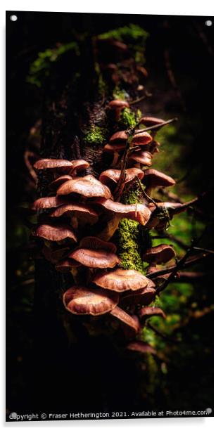 Fungal Stump Acrylic by Fraser Hetherington