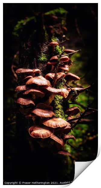Fungal Stump Print by Fraser Hetherington