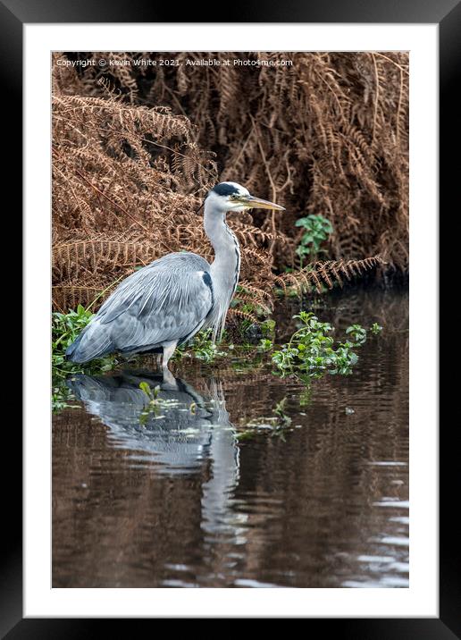 Grey heron wading Framed Mounted Print by Kevin White