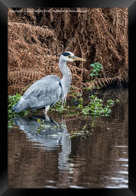 Grey heron wading Framed Print by Kevin White