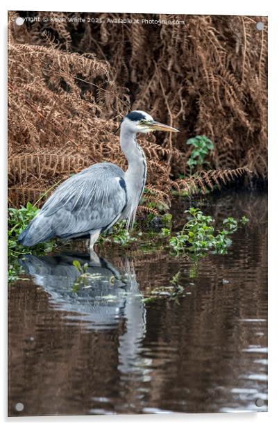 Grey heron wading Acrylic by Kevin White