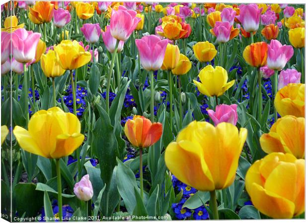 bright tulips Canvas Print by Sharon Lisa Clarke