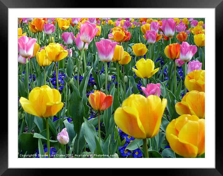bright tulips Framed Mounted Print by Sharon Lisa Clarke