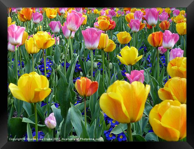 bright tulips Framed Print by Sharon Lisa Clarke