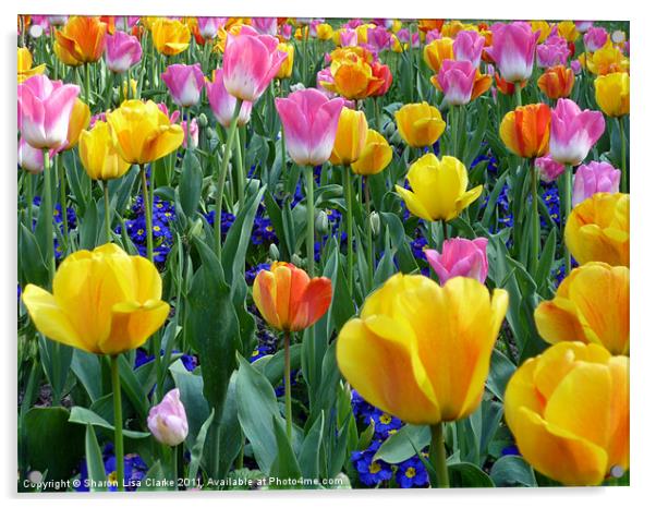 bright tulips Acrylic by Sharon Lisa Clarke