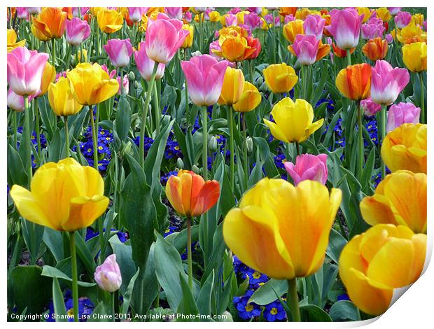 bright tulips Print by Sharon Lisa Clarke