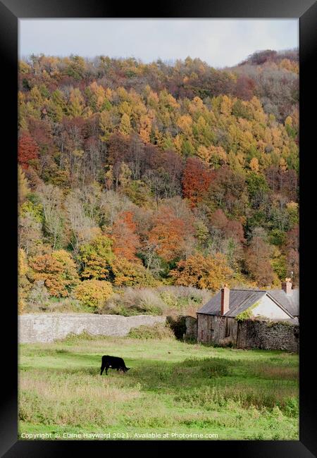 Wye Valley autumn at Tintern Framed Print by Elaine Hayward