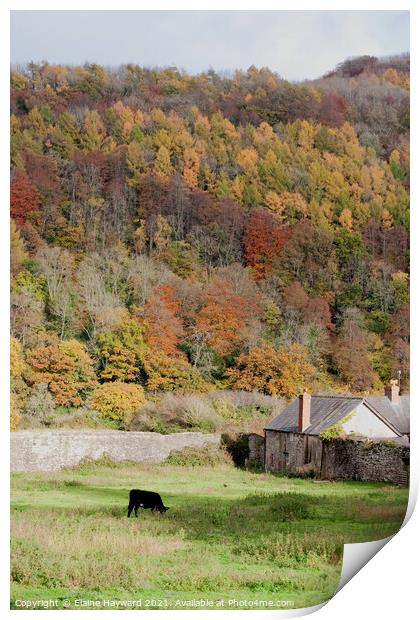 Wye Valley autumn at Tintern Print by Elaine Hayward