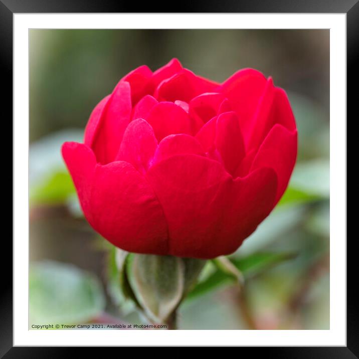 Autumn's Red Rose Framed Mounted Print by Trevor Camp