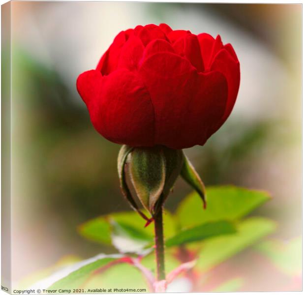 Single Red Rose Canvas Print by Trevor Camp