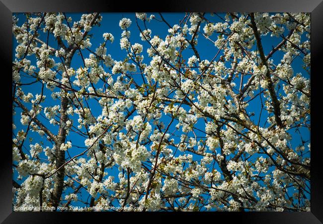 White spring pear blossom Framed Print by Chris Rose