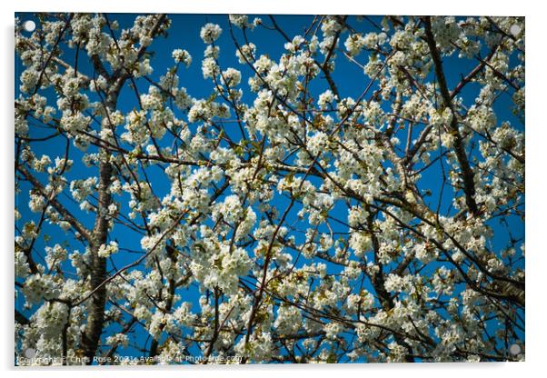 White spring pear blossom Acrylic by Chris Rose