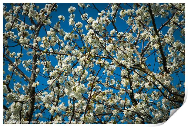 White spring pear blossom Print by Chris Rose