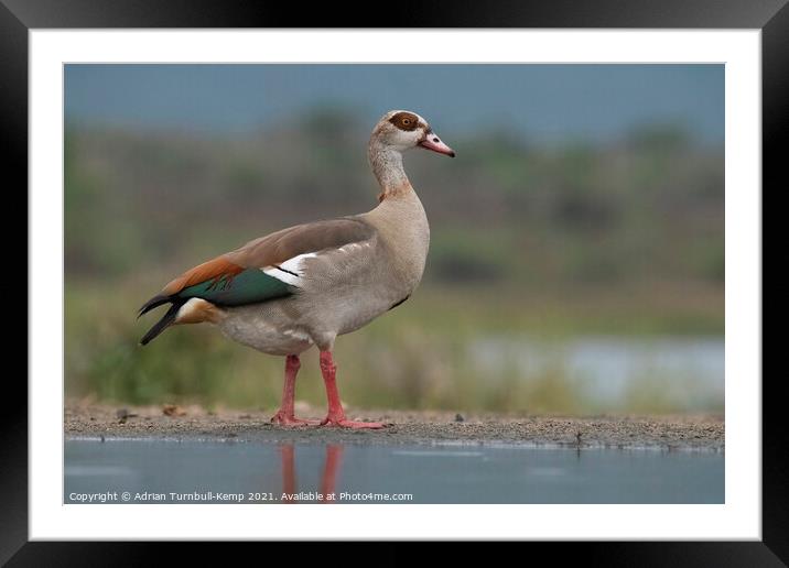 Female egyptian goose Framed Mounted Print by Adrian Turnbull-Kemp