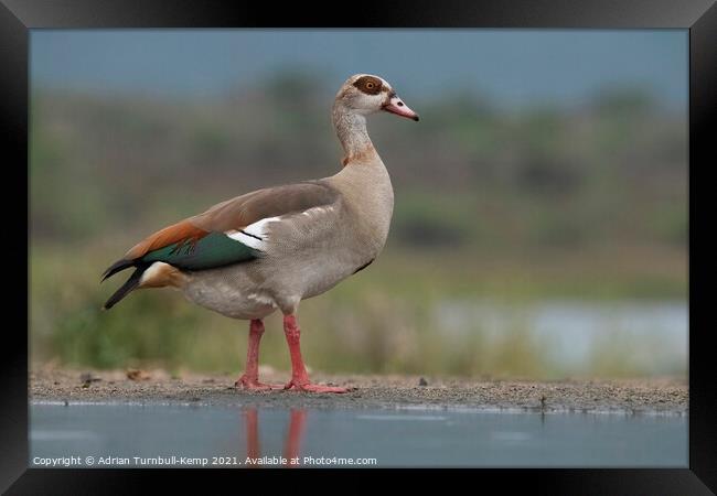 Female egyptian goose Framed Print by Adrian Turnbull-Kemp