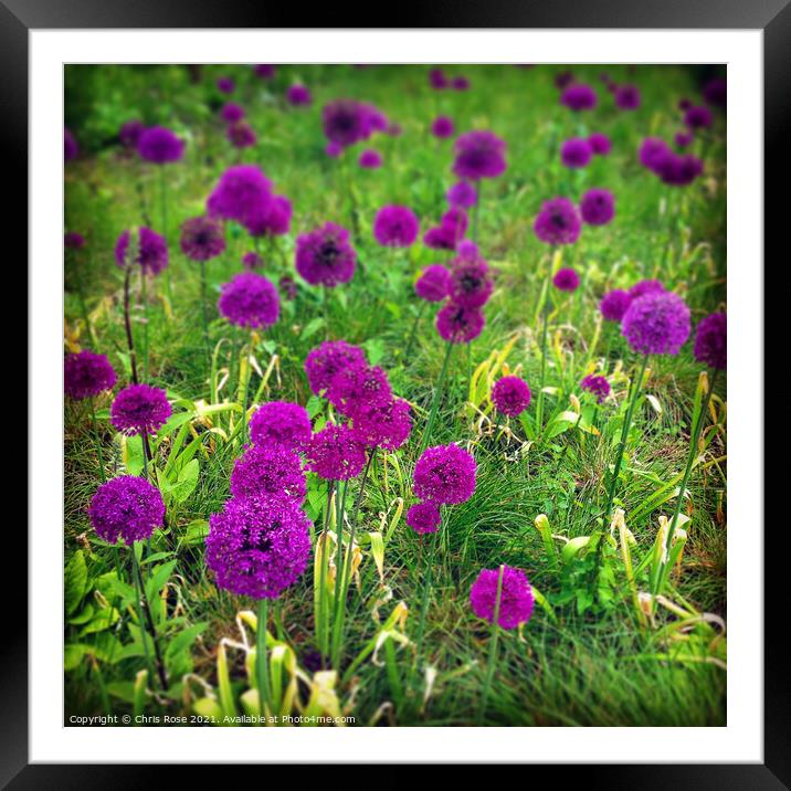 Purple allium flowers Framed Mounted Print by Chris Rose