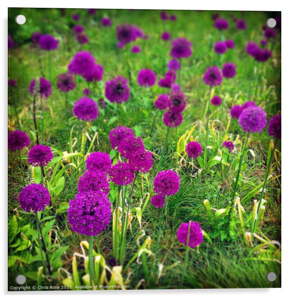 Purple allium flowers Acrylic by Chris Rose